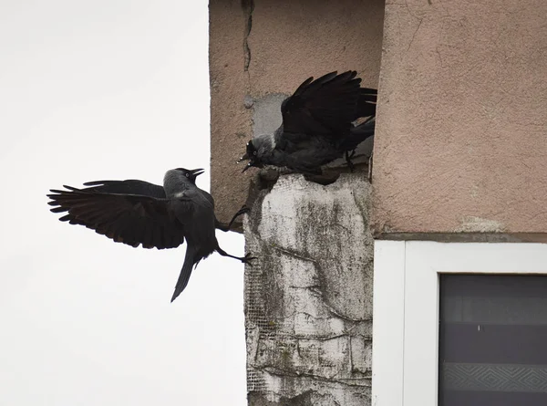 Krähen Kämpfen Den Bau Eines Nestes Einer Blockwohnung Der Stadt — Stockfoto