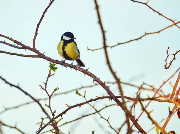 Great Tit Bird Parus Major Forest — Fotografia de Stock