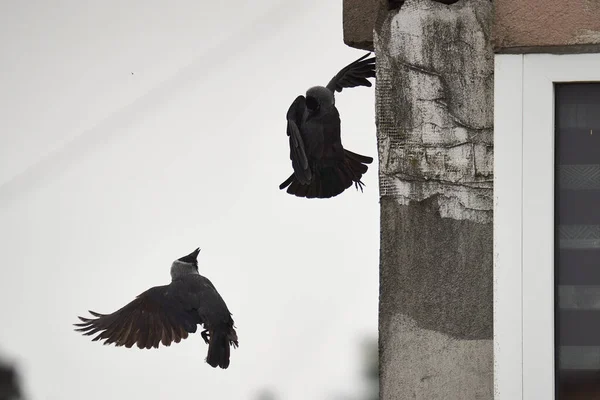Crows Fighting Building Nest Block Apartment City — Stock Photo, Image