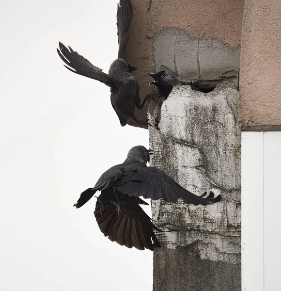 Crows Fighting Building Nest Block Apartment City — Stock Photo, Image
