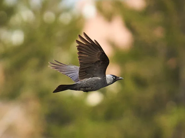 Crow Mid Flight Wings Stretched — Stock Photo, Image