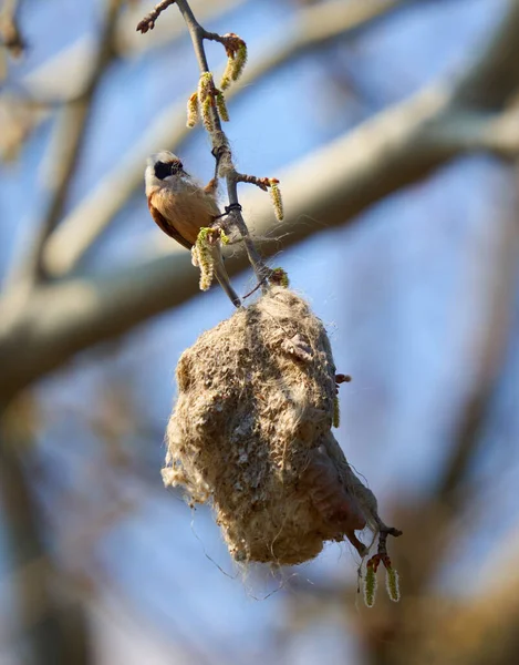 Penduline Tit Remiz Pendulinus Building His Nest Tree — Stockfoto