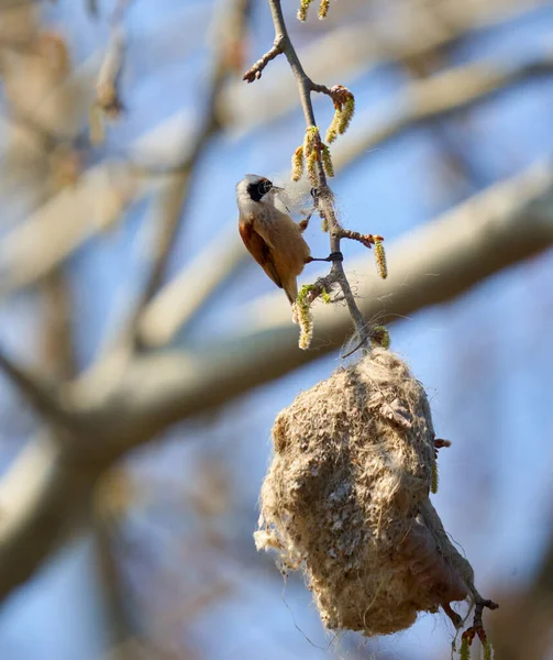 Penduline Tit Remiz Pendulinus Building His Nest Tree — Stok fotoğraf