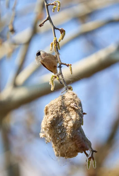 Penduline Tit Remiz Pendulinus Building His Nest Tree — Stok fotoğraf