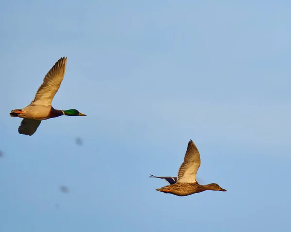 Pair Wild Ducks Mid Flight Blue Sky — Stock Photo, Image