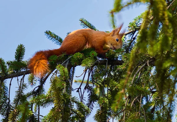 Red Squirrel Pine Tree Feeding Seeds — Stock Photo, Image