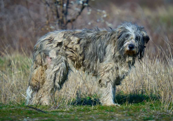 Mangy Stor Herde Hund Hage Bergen — Stockfoto