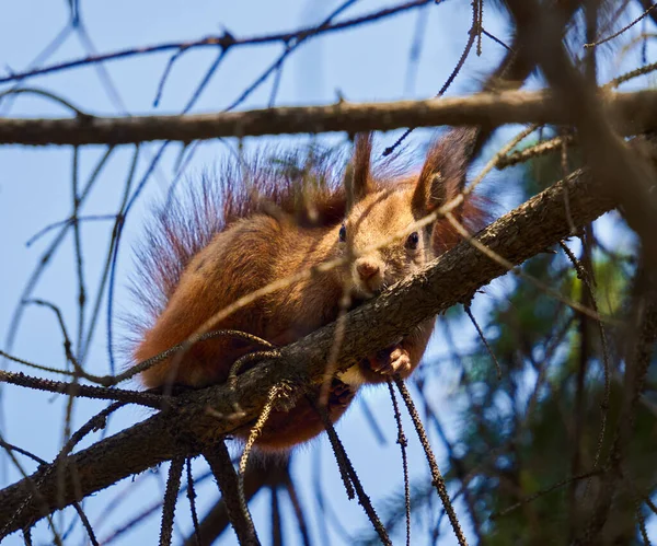 松树上的红松鼠以种子为食 — 图库照片