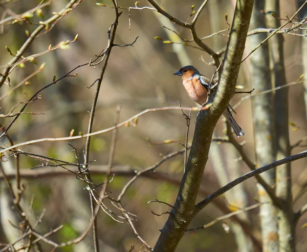 European Chaffinch Fringilla Coelebs Forest Spring Day — Stock Photo, Image
