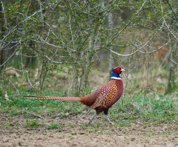 Colorful Male Pheasant Phasianus Colchicus Forest Floor — Stock Photo, Image