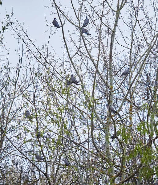 Ormandaki Bir Ağaca Tünemiş Güvercinler — Stok fotoğraf