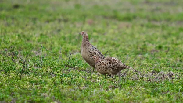 Female Pheasant Phasianus Colchicus Ground Forest — Stock Photo, Image