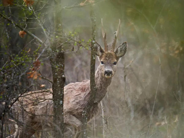 Roebuck Capreolus Capreolus Alone Forest Early Spring — Stock Photo, Image