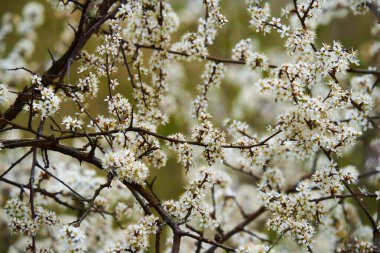 Alıç, Crataegus monogyna, çiçekli, closeup çekim