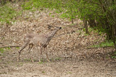 Genç Roebuck, Capreolus Capreolus, İlkbaharın sonlarında ormanda tüylerini döküyor.