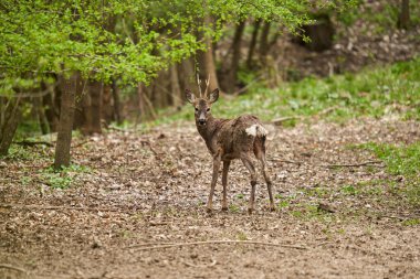 Genç Roebuck, Capreolus Capreolus, İlkbaharın sonlarında ormanda tüylerini döküyor.