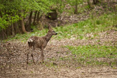 Genç Roebuck, Capreolus Capreolus, İlkbaharın sonlarında ormanda tüylerini döküyor.