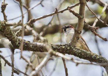 Ağacın dallarına tünemiş sıradan bir serçe.