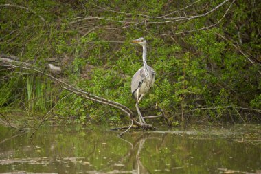 Yetişkin gri balıkçıl, Ardea Cinerea, ormanın kenarındaki bir gölden uçmaya hazırlanıyor.