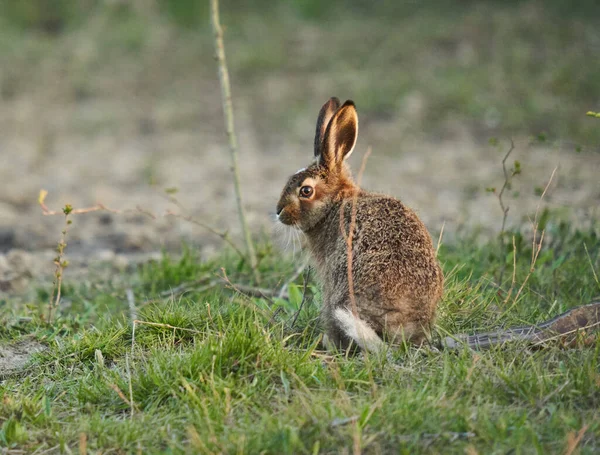 青少年 日没時に森のそばで草の上にウサギ — ストック写真