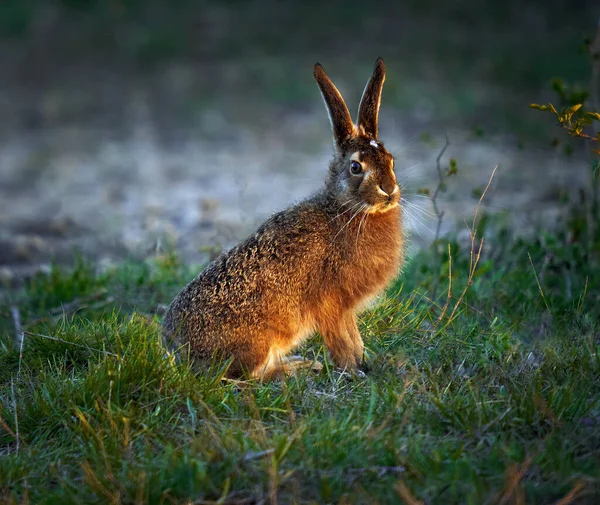 Ungdomlig Undervuxen Hare Gräset Vid Solnedgången — Stockfoto