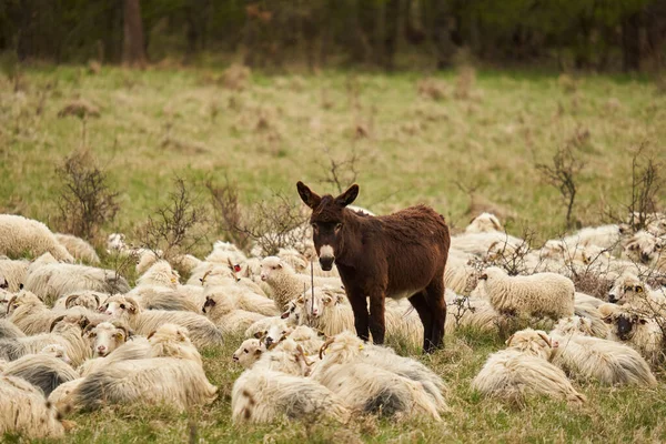 Osel Stádo Ovcí Pastvině — Stock fotografie