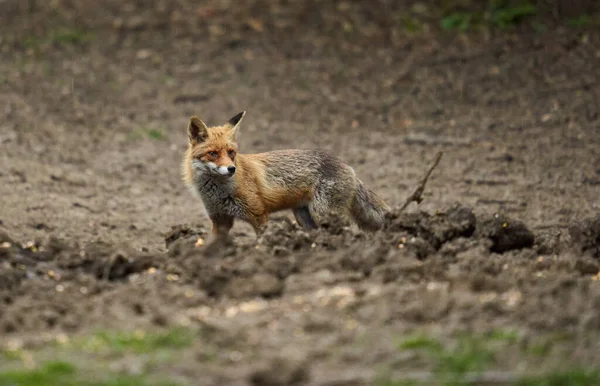 周囲を確認する森の中の大人の雄狐 — ストック写真
