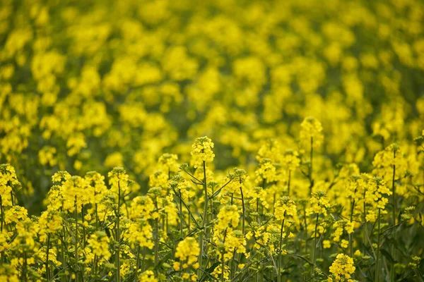 Closeup Young Canola Flowers Agricultural Field — Stock Photo, Image