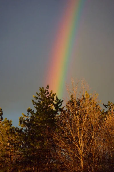 雨の後の夜の森の上の美しい虹 — ストック写真