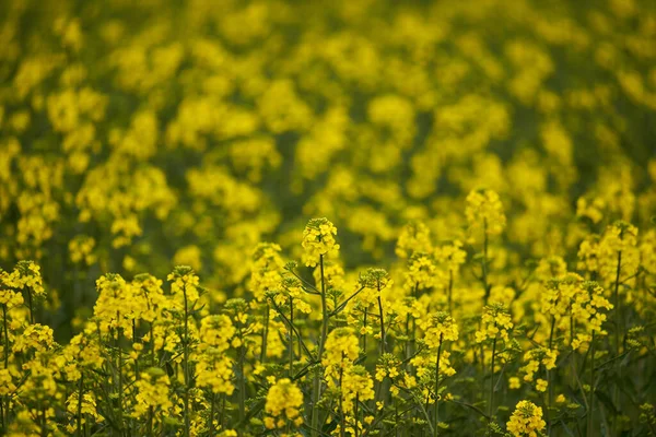 Closeup Young Canola Flowers Agricultural Field — Stock Photo, Image