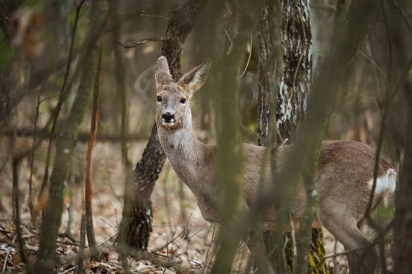 森の中の慎重な女性のイエロー鹿 隠れて — ストック写真