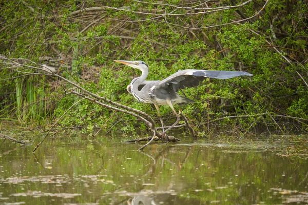 Adult Grey Heron Ardea Cinerea Preparing Take Flight Pond Forest — Stock Photo, Image