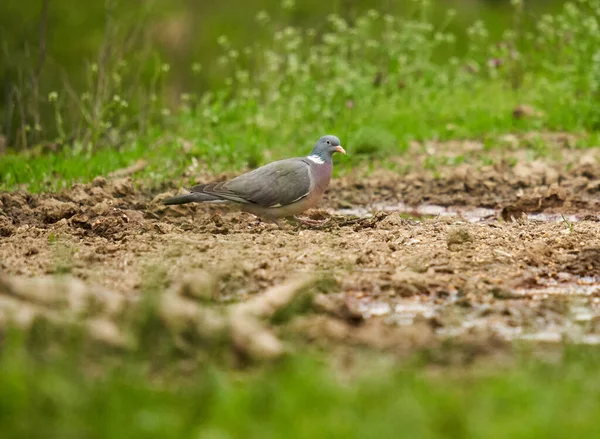 森の地面の食べ物のための木鳩の採餌 — ストック写真
