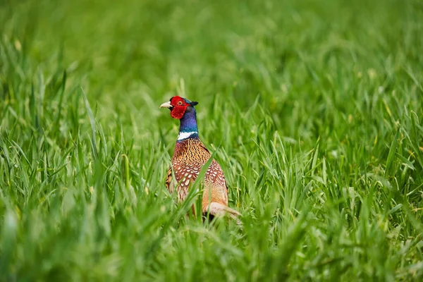 在小麦田里 在交配季节 色彩艳丽的野鸡公 — 图库照片