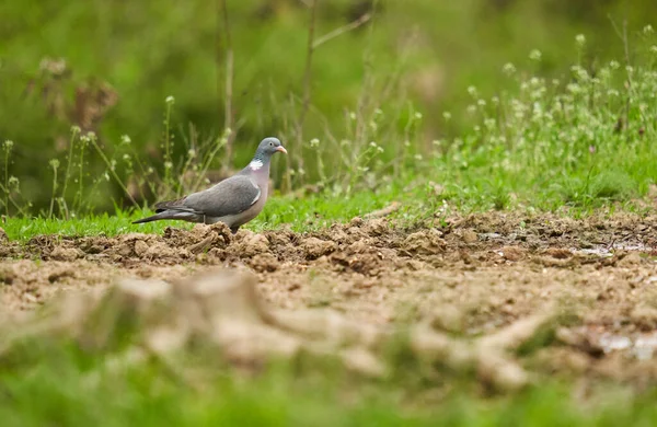 땅에서 먹이를 찾아다니는 비둘기 — 스톡 사진