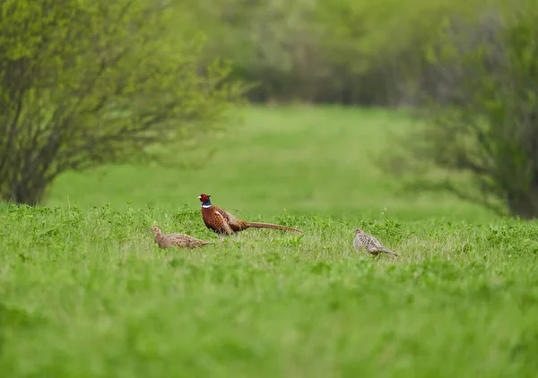 Male Pheasant Two Females Grass Mating Season — Stock Photo, Image