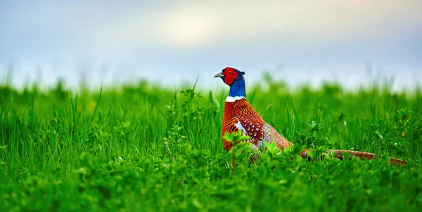 Male Pheasant Grass Showing Beautiful Colorful Plumage Mating Season — Stock Photo, Image
