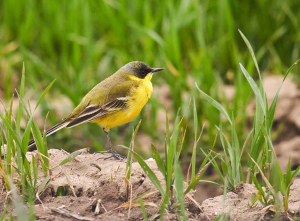 stock image Black headed western yellow wagtail, Motacilla flava feldegg, on the ground by a wheat field