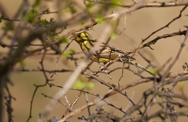 Жовтий Птах Emberiza Citrinella Насіння Дереві — стокове фото