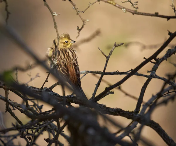 Pássaro Emberiza Citrinella Empoleirado Uma Árvore — Fotografia de Stock