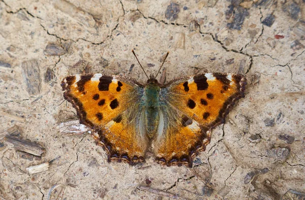 Small Tortoiseshell Butterfly Aglais Urticae Ground Wings Spreaded — Stock Photo, Image