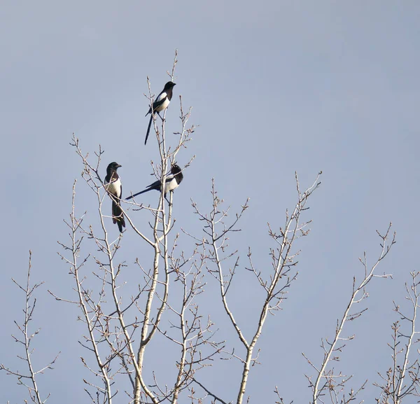 Três Magpies Eurasian Pica Pica Empoleirado Uma Árvore Imagem De Stock