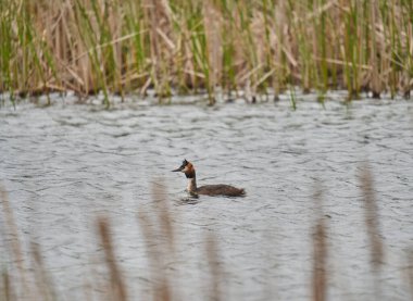 Büyük ibikli grebe, Podiceps kristali, bir göl üzerinde