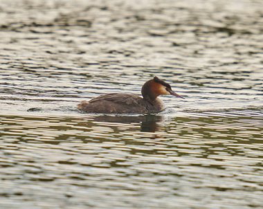 Büyük ibikli grebe, Podiceps kristali, bir göl üzerinde