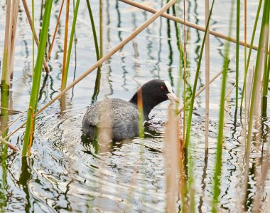 Avrasya yaban ördeği, Fulica Atra, su üstünde, yüzüyor.