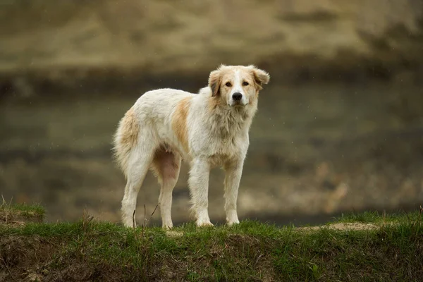 Großer Weißer Schäferhund Auf Dem Berggras — Stockfoto