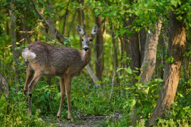 Ormanda dişi geyik, çok tetikte görünüyor.