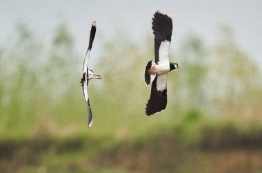 Kuzey kanatlı kuşlar, Vanellus Vanellus, uçuyor, birbirini kovalıyor.