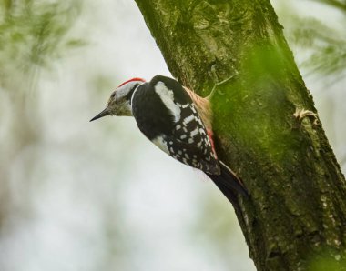 Orta benekli ağaçkakan (Dendrocopos medius) bir ağaç kabuğuna tünemiştir.
