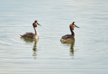 Büyük ibikli yunuslar, Podiceps kristali, kur yapma dansında çift